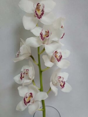 Sympidium orchid