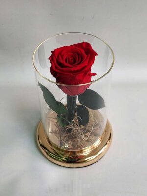 Red embalmed rose
