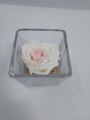 White pink embalmed rose in glass