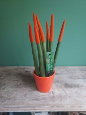 Sansevieria with colored film in a pot