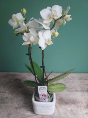 White Orchid in a pot
