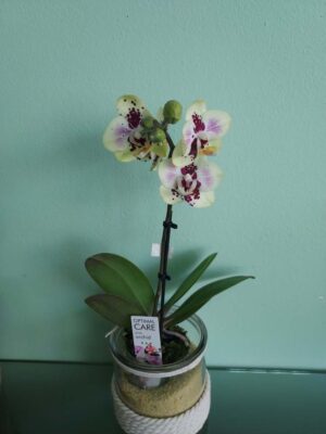 Pink mini orchid in ceramic pot