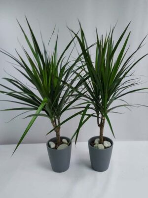 Marginate plant in a ceramic pot