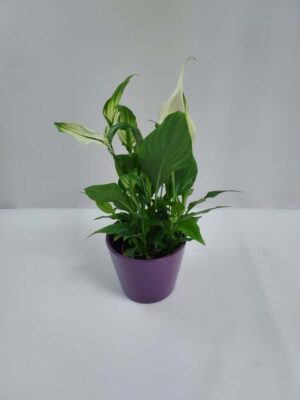 Sword leaf in a pot