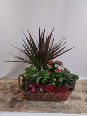 Indoor plants in a basket