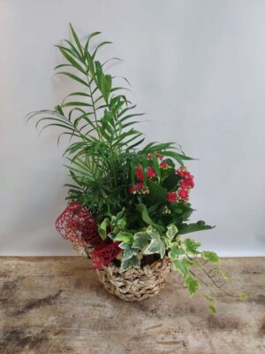 Basket with indoor plants