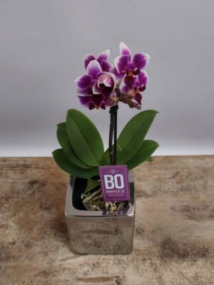 Falainopsis orchid in very beautiful silver mirror pot