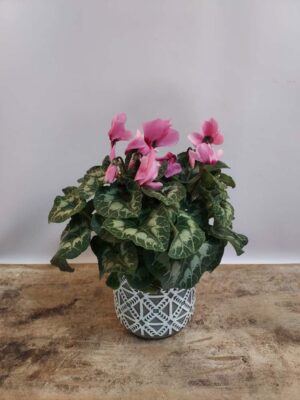 Pink cyclamen in a ceramic pot