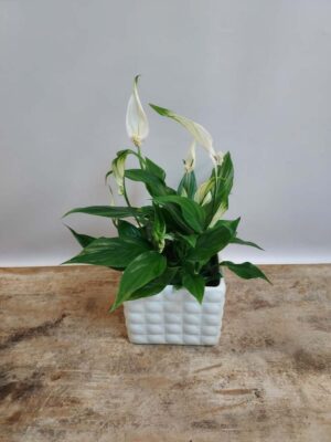 Table plant in a modern pot