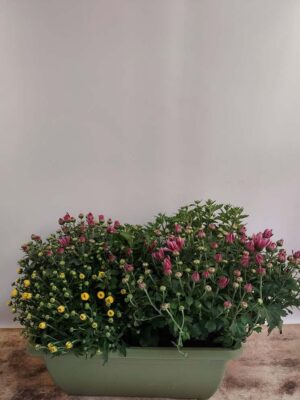 Khaki planter with 2 colored chrysanthemums