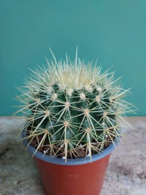 Classic cactus