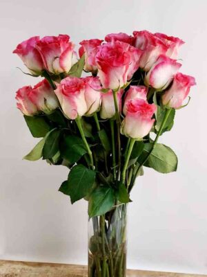 Impressive two-tone pink roses