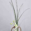 Separate glass vase with rope and fresh orchid flower