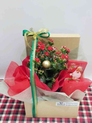 Beautiful festive box with kalanchoe plant and delicious Agios Valaisian chocolate