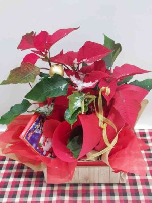 γιορτινό κουτί με φυτό ''ποισέντια'' η ΄΄αλαξανδρινό και λαχταριστή Αγιοβασιλιάτικη σοκολάτα