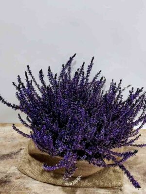 Riki purple in a simple pot