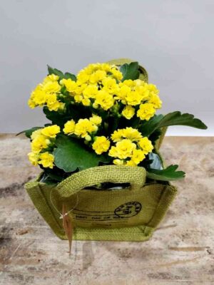 Τσαντάκι λινάτσα σε πράσινο χρώμα με φυτό καλαγχόη κίτρινο