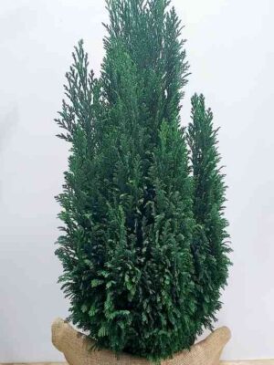 Μεγάλο ''ελγούντι'' περίπου 1 μέτρο,με λινάτσα ιδανικό ως Χριστουγεννιάτικο δέντρο