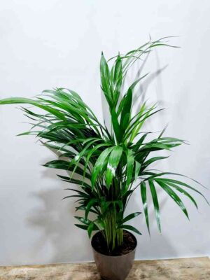 Areca indoor plant