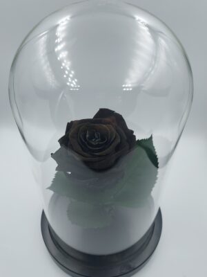 Μαύρο βαλσαμωμένο τριαντάφυλλο σε γυάλινη βιτρίνα με μαύρη βάση.