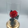 Lovely dejuiced blue rose in glass display case 20cm high with wooden base