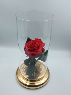 Dejuiced red rose in a glass case with a gold metallic base.