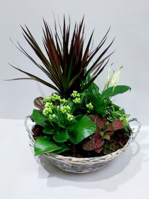 Εντυπωσιακή  μεγάλη σύνθεση σε πλεκτό ψάθινο καλάθι με όμορφα και ανθεκτικά φυτά εσωτερικού χώρου!