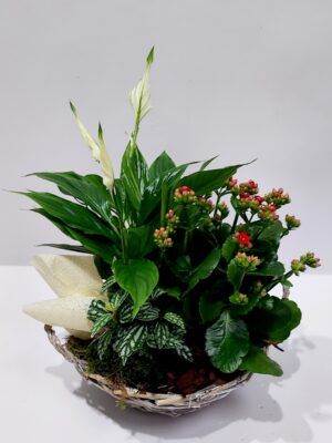 Knitted gray bread in combination with wonderful indoor plants