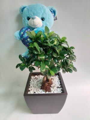 Bonsai in synthetic pot and blue teddy bear for birth