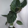 Αλοκάσια φυτό εσωτερικού χώρου σε ψάθινο καλάθι