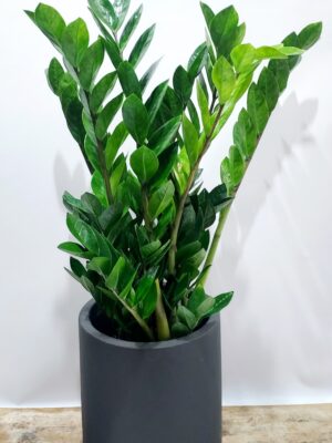 Zamia plant in a high quality anthracite colored ceramic pot