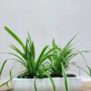 Μίνι σπαθίφυλλα,φυτά εσωτερικού χώρου σε σχοινένιο καλάθι