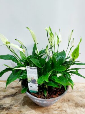 Ceramic bowl in white-grey color with spathiphyllum plants