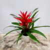 Aλεξανδρινό φυτό ύψους 40 εκ. σε σομόν χρώμα,σε απλή γλάστρα