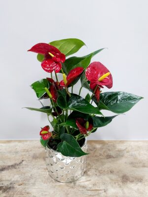 Impressive red anthurium in an equally impressive luxury silver ceramic!