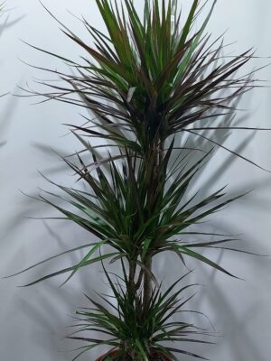 Indoor plant, ”marginata”, composition with 3 plants, height 1.20 m.