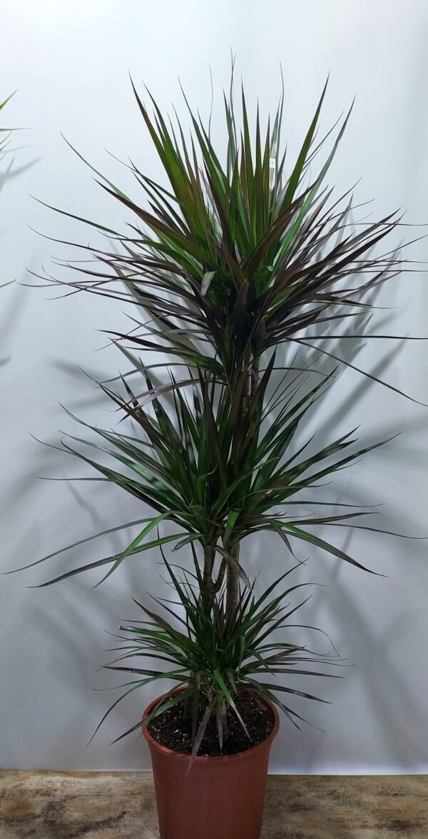 Φυτό εσωτερικού χώρου, ”μαργκινάτα”, σύνθεση με 3 φυτά, ύψος 1,20μ.