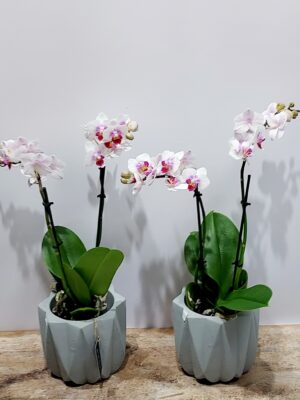 Exotic mini moth orchids, in a special stone case!