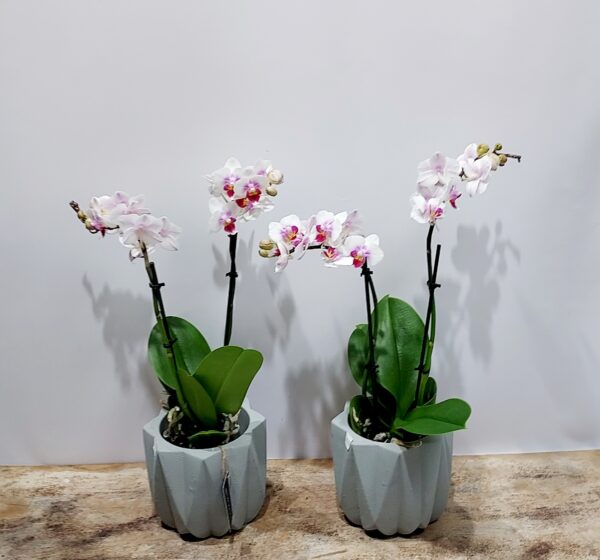 Exotic mini moth orchids, in a special stone case!