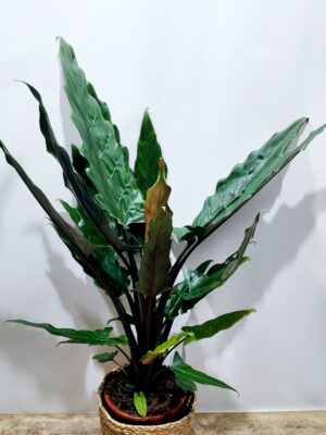 Alocasia indoor plant in a lined wicker caspo