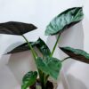 Αλοκάσια φυτό εσωτερικού χώρου σε ψάθινο κασπώ με επένδυση
