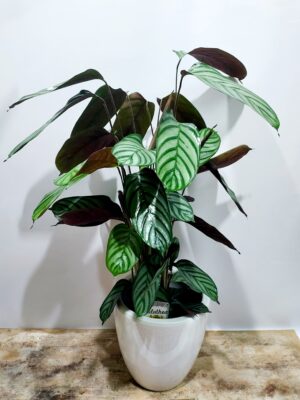 Opeghaniana, an indoor plant with beautiful variations in its leaves, placed in a beautiful white ceramic!