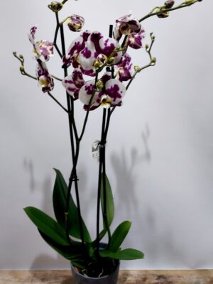 Double moth orchid in ceramic caspo.
