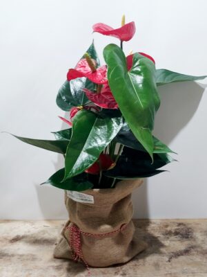 Red anthurium of medium size 50 cm in a simple pot, decorated with a burlap sack!