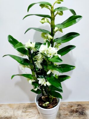 Dendrobium orchid in white ceramic