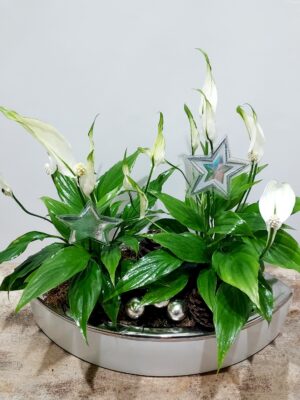 Long narrow white ceramic of high aesthetics, with indoor plants, mini spathifolias