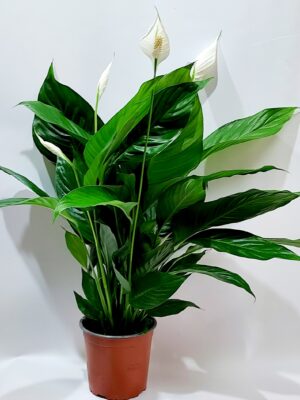 Spathiphyll large size 70-80 cm in a simple pot