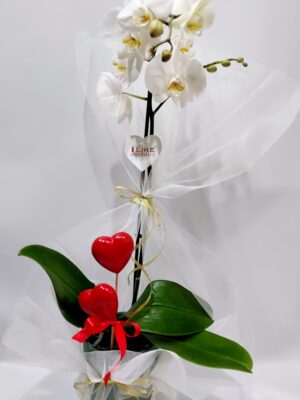 Phalaenopsis orchid plant in a ceramic case subtly decorated with 2 hearts
