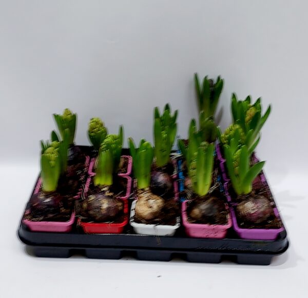 Hyacinths, seasonal bulbs with a wonderful aroma, in various colors, per unit