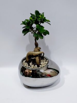 A wonderful modern composition with a bonsai plant!